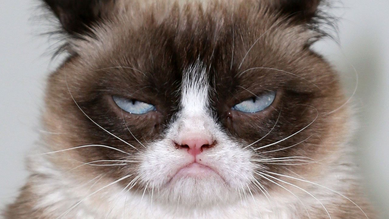 Tardar Sauce, aka Grumpy Cat
