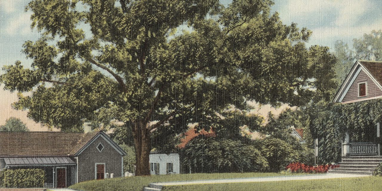 Árvore Dona de Si Mesma