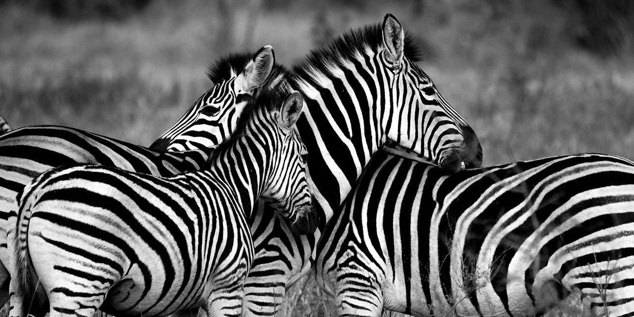 Zebras são brancas ou pretas? Zebras são brancas ou pretas?