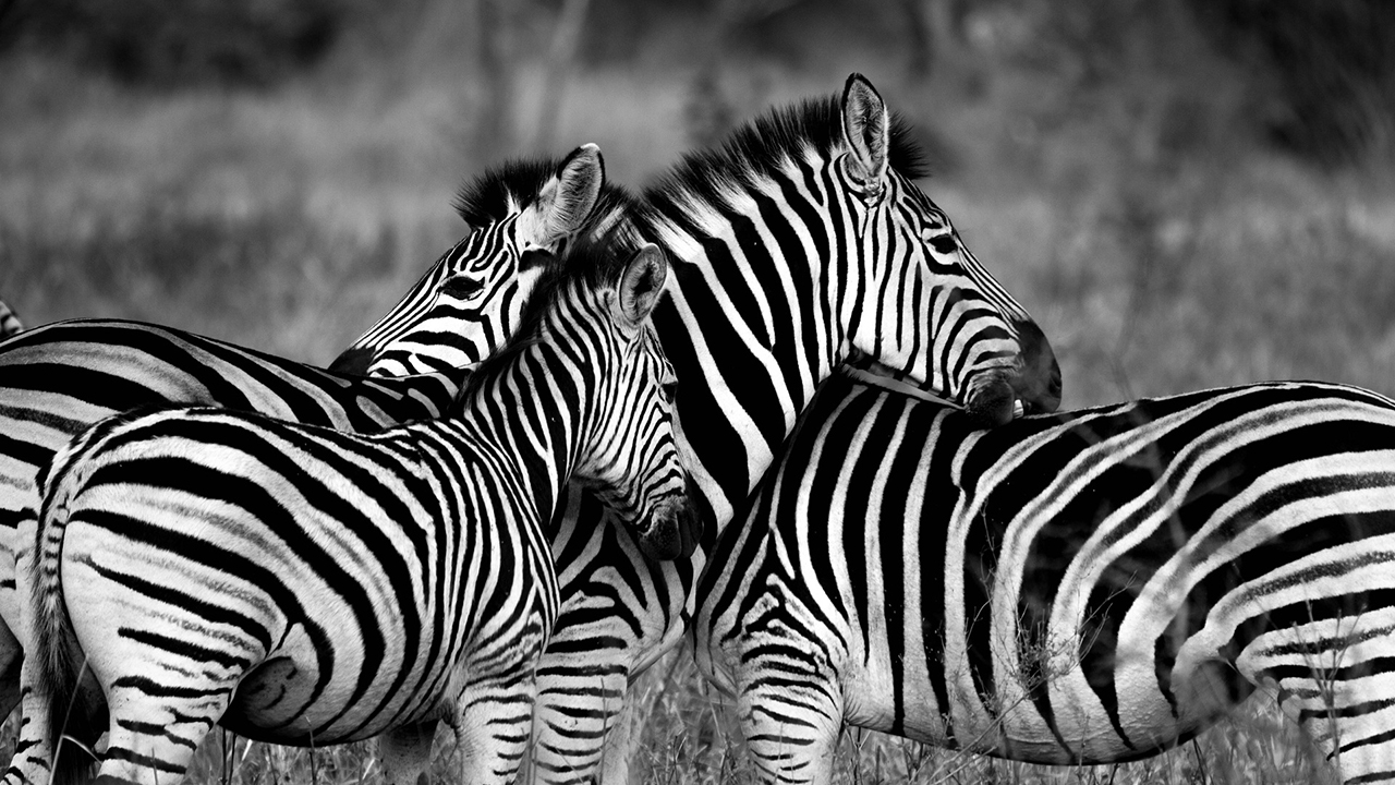 Zebras são brancas ou pretas? Zebras são brancas ou pretas?